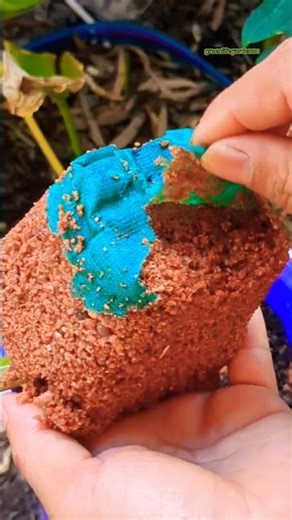 Quick Root Growth Trick for Cuttings