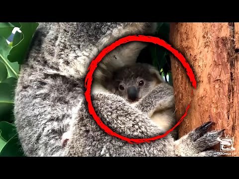 Why This Koala's Birth is So Important
