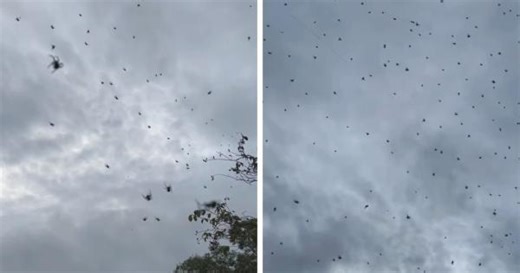 Terrifying video shows spiders falling like rain in Brazil