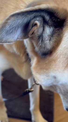 6.6K views · 209 reactions | Hanky Panky goes on an adventure  We love this big softy and we hope his home is coming for him soon! In the meantime… Hanky went on a little field trip so we can learn more about him. Stay tuned… 殺 | Humane Society for Inland Mendocino County | Facebook