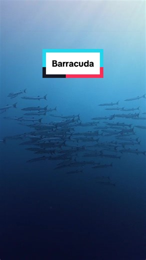 Crystal Clear Visability in The Red Sea #diving #dji #scuba #travel #redsea