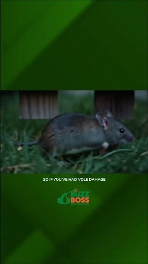 Rodent Control Service Explained | Buzz Boss Pest Control