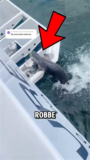 Diese Robbe macht etwas UNGLAUBLICHES😱