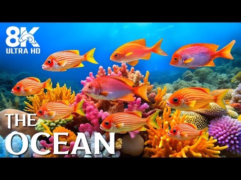 8K Ocean Wonders – Stunning Sea Creatures & Relaxing Underwater World