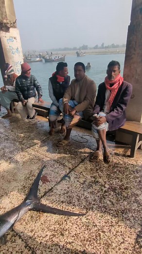 6K views · 198 reactions | fastest sea fish sailfish can run 110km/hour under water সেইলফিশ বা পাখিমাছ #sailfish #seafood #fishing | Apu Nazrul | Facebook