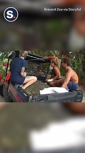 A sea turtle weighing at least 375 pounds was released back into the ocean off the coast of Cocoa Beach, Florida! 🐢 ❤️ | storyful