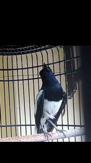 magpie robin bird song