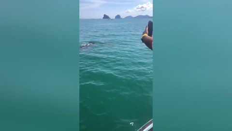 Whale shark emerges from sea and swims near boats