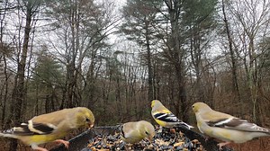 American Goldfinch | Critter Cam