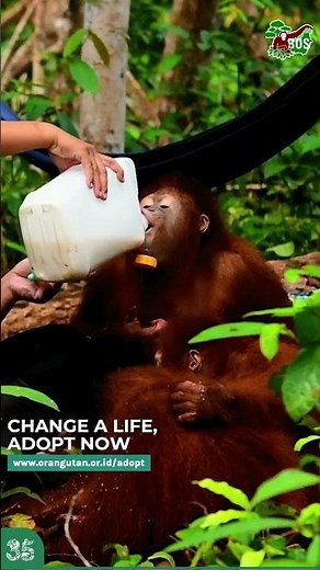ADOPT ORANGUTAN NOW AND PLANT A TREE! #saveorangutans#orangutan