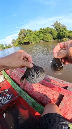 I never thought a small puffer fish could expand this much 😳#pufferfish #veryunique #seaanimals