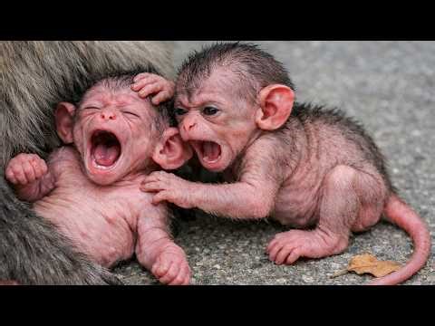 🔴 LIVE:​ Sweet Nursing Moments 🐒💕 Baby Monkey & Loving Mom