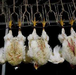 [Hot Item] Poultry Abattoir Design Chicken Duck Goose Slaughterhouse Production Line Slaughter Equipment