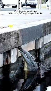 Florida Ponds Are Full of Alligators 🐊#florida #alligator #floridawildlife #animals #fyp