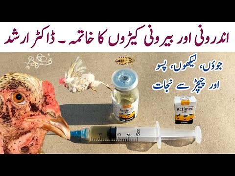Chicken Lice and Mite Treatment | Ivermectin injection for Ecto and Endoparasites in Poultry