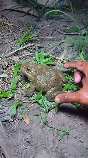 #prankfrog #funnyfrog #funnyvideos #animals
