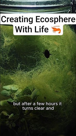 I Made a Jar Ecosystem — Hundreds of Tiny Creatures Showed Up