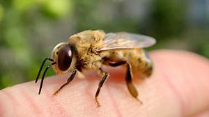 Did you know that drones have no father but they do have a grandfather? There are 3 different types of bees in a colony and although all larvae hatch from an egg after 3 days, this is where the similarity ends. The male bees, called drones, hatch from unfertilized eggs – the queen is their mother, but they don’t technically have a father. The queen and all-female worker bees hatch from a fertilized egg, which requires both a queen-mother and a drone-father. The shape of their cell and how they a