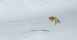 BBC’s Hugely Popular Nature Documentary Returns After 10 Years & It Looks Breathtaking - ScoopWhoop