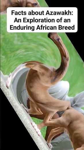 Facts about Azawakh: An Exploration of an Enduring African Breed