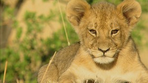 Cecil. El legado de un rey