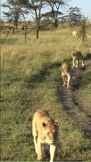 Parque Nacional del Serengeti: El Epicentro de la Gran Migración Africana #datoshistoricos #travel