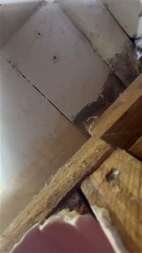 Roaches in Kitchen Cabinets? Here’s Why Sprays Don’t Work!