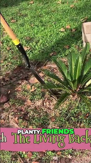 Transplant a Sago Palm - Simple Steps for a Thriving Cicas Revoluta 💚