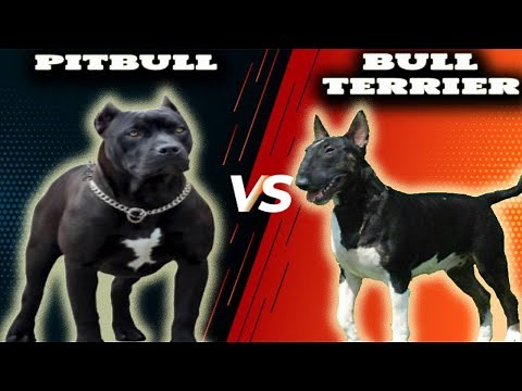 Pitbull VS Bull Terrier-Comparison