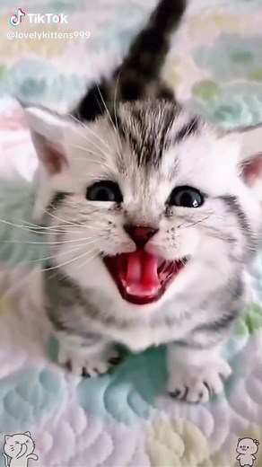 Cute Baby Kitten Meow Sound Compilation