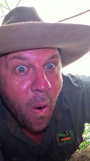 Tiger Snake Catch | Australian Reptile Park