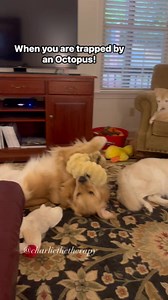Captured by this giant octopus, Ollie is playing it cool. #fundogtoy #goldenretrieverlove #cutedogs | Charlie the Therapy Dog