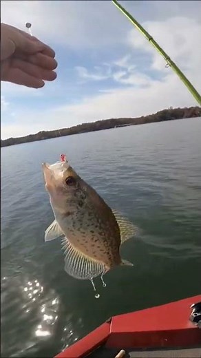 Black Crappie