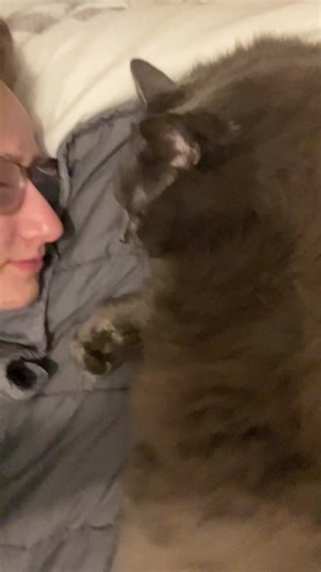 Nebelung Cats: Why No Brain Gatsby Might Have a Bad Day