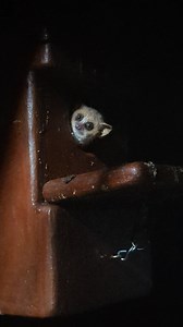 21K views · 587 reactions | Baby grey mouse lemurs are born around the same weight as a 20p coin, making them one of the smallest of all primates 滋 | London Zoo | Facebook