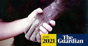 ‘They all got on as one family’: the story of a woman who lived with chimps
