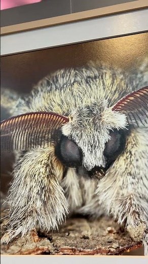 Die Schmetterlinge 🦋 des Bayerischen Waldes