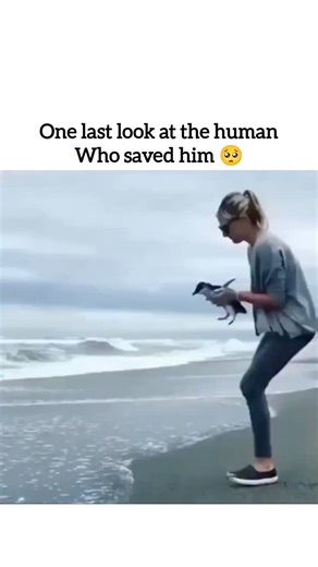 Fusion Verse on Instagram: "Why This Penguin Looked Back Before Returning to the Ocean - Before entering the sea, this penguin pauses and turns back—an action that may look emotional, but is driven by biology. Penguins rely on visual recognition, spatial memory, and environmental assessment. Research shows they can identify individual humans, shoreline features, and surrounding conditions after brief interactions. This backward glance is likely a final orientation check, helping the penguin conf