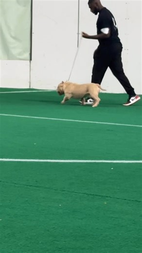 2.6K views · 52 reactions | I would like to express my appreciation to DogMan Kae for accepting the challenge of this KHAZA son on short notice and ensuring he was adequately prepared for the ring. The audience may observe the action unfolding in the ring, but the actual labor occurs behind the scenes. Thank you very much. We truly value your contribution. | Kareen Dunn | Facebook