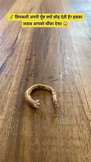🦎 छिपकली अपनी पूँछ क्यों छोड़ देती है? इसका जवाब आपको चौंका देगा! 😱#shorts #lizard #lizardfacts