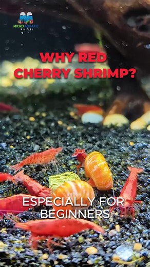 Meet the Vibrant Red Cherry Shrimp! Looking to brighten up your aquarium? Discover the charm of Red Cherry Shrimp in our latest reel! 🦐✨ 🎥 Watch as these tiny cleaners work their magic, maintaining balance and adding a pop of color to your tank. Perfect for beginners and a delight for any aquarist! #aquarium #shrimp #microaquaticshop