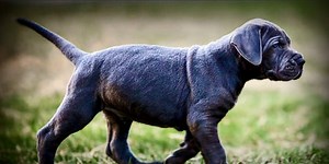 How to spot an online puppy scam