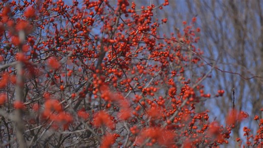 Sue Hunter’s Heartwood Nursery is one of just a few holly arboretums in the world. From 11 a.m. to noon Sunday, she’ll lead guided tours through one of the holly orchards, sharing holly lore and history. Read the full story, https://lanc.news/3YcfmF2 | LNP LancasterOnline