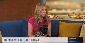14K views · 206 reactions | If it's too hot for you, it's too hot for your pet! THIS is what you need to know to keep your fur babies safe this summer: | The Weather Channel | Facebook