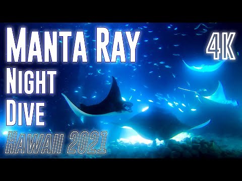 Night Dive with Manta Ray in Hawaii 4K