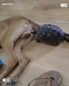 14M views · 258K reactions | Hilarious Turtle Comedy Extravaganza!  | Watercooler | Facebook