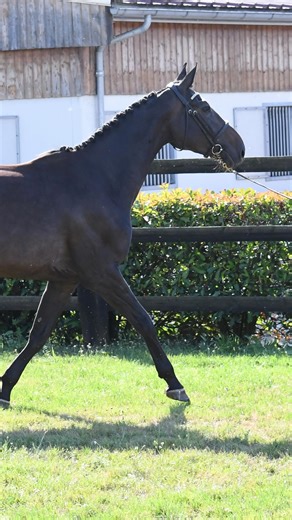 Elevage de Riverland on Instagram: "[A VENDRE / FOR SALE] 🎥 Une prometteuse jument de 5 ans pour sauter Pro 1 - Pro Élite à terme ! 🔹LOLIPOP DE RIVERLAND est la 3/4 soeur de FETICHEUR RIVERLAND CSI 1.55m sous la selle de @mathieu_billot_officiel et la sœur utérine de 1.45m EUROPE DE RIVERLAND et 1.40m HELIOS DE RIVERLAND ➡️ Elle montre force, respect, une bonne technique et du sang Prête à debuter la saison de 5 ans 🧬 I’m Special de Muze x Aldo du Plessis x Emilion ____________ 🇬🇧 This prom