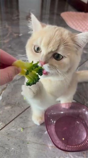 Have you ever seen a cat eating broccoli?🥦 #Pomeranian #PuppyGrowthDiary #CatLoving #cat #cute #pets
