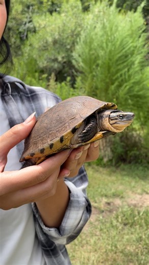 We love the turtles at our Turtle Survival Center 💚 Located in Cross, South Carolina, the TSC is home to more than 800 turtles representing 27 of some of the most endangered turtle and tortoise species in the world. Every turtle in our care boasts unique colors, patterns, and personalities. And every one of them is a step forward for the survival of their species. Explore more TSC species on our website, and learn more about how Turtle Survival Alliance is positively impacting each one. 🎥: Van