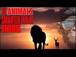 Do Animals Have Culture? The Shocking Truth About Animal Traditions! ‪@discoverydrift25‬